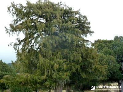 Acebos Montes Carpetanos; senderismo fin de semana